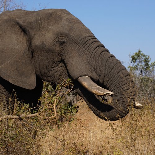 Souvenir du voyage de Cecile, Afrique du Sud