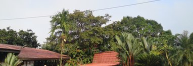 Souvenir du voyage de Salvatore, Costa Rica