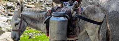 Souvenir du voyage de Jérôme, Ouzbékistan