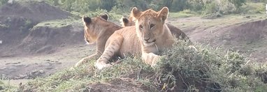 Souvenir du voyage de Jean Marc, Kenya