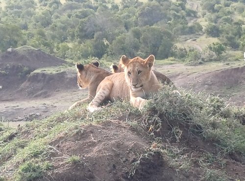 Souvenir du voyage de Jean Marc, Kenya