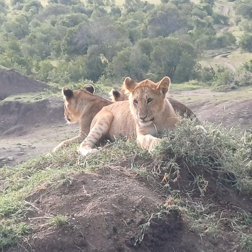 Souvenir du voyage de Jean Marc, Kenya