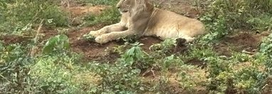 Souvenir du voyage de Jean Marc, Kenya