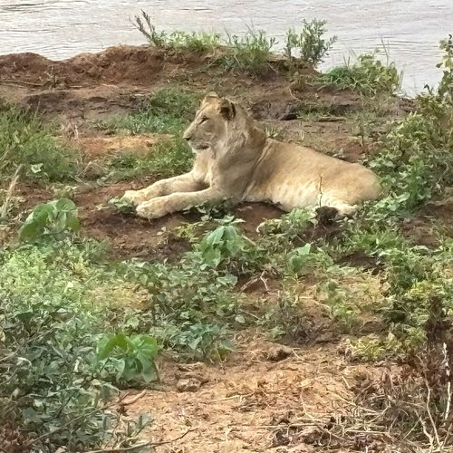 Souvenir du voyage de Jean Marc, Kenya