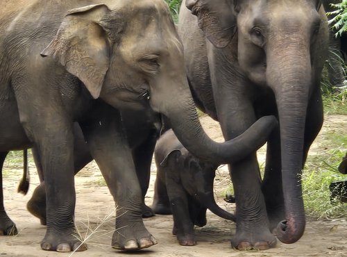 Souvenir du voyage de Nancy, Sri Lanka