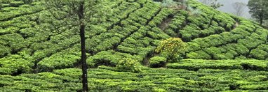 Souvenir du voyage de Nancy, Sri Lanka