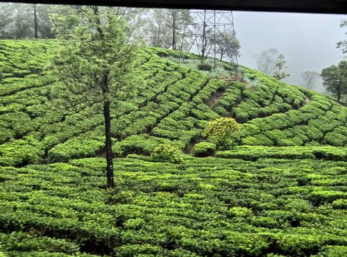 Souvenir du voyage de Nancy, Sri Lanka