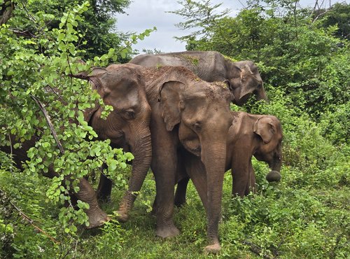 Souvenir du voyage de Nancy, Sri Lanka
