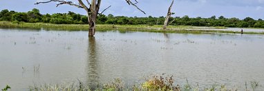 Souvenir du voyage de Nancy, Sri Lanka