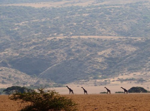 Souvenir du voyage de François, Tanzanie