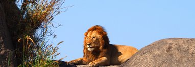 Souvenir du voyage de François, Tanzanie