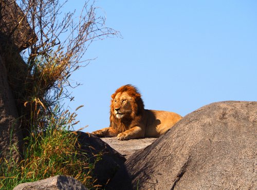 Souvenir du voyage de François, Tanzanie