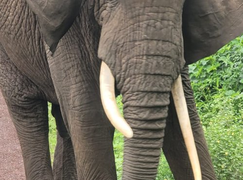 Souvenir du voyage de Jean Michel, Tanzanie