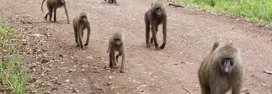 Souvenir du voyage de Jean Michel, Tanzanie