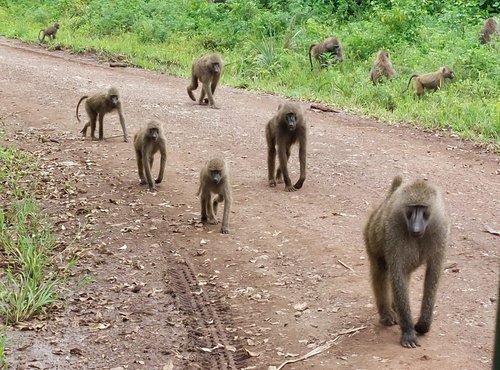 Souvenir du voyage de Jean Michel, Tanzanie