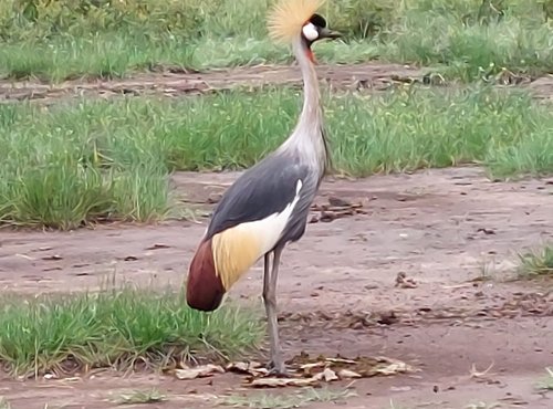 Souvenir du voyage de Jean Michel, Tanzanie