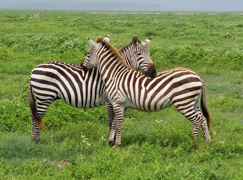 Souvenir du voyage de Jean Michel, Tanzanie