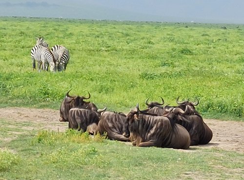 Souvenir du voyage de Jean Michel, Tanzanie