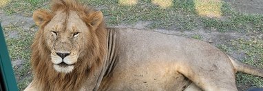 Souvenir du voyage de Jean Michel, Tanzanie