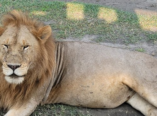 Souvenir du voyage de Jean Michel, Tanzanie