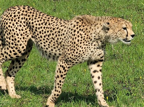 Souvenir du voyage de Jean Michel, Tanzanie