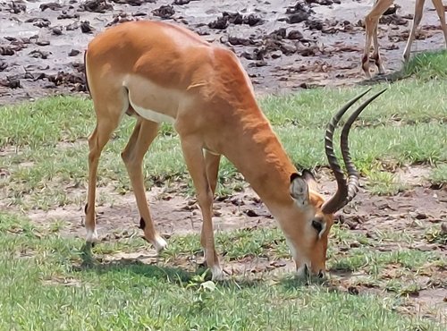 Souvenir du voyage de Jean Michel, Tanzanie