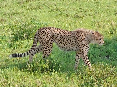 Souvenir du voyage de Jean Michel, Tanzanie