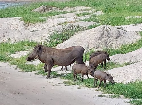 Souvenir du voyage de Jean Michel, Tanzanie