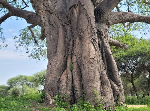 Souvenir du voyage de Jean Michel, Tanzanie