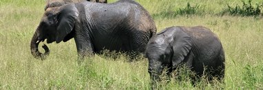 Souvenir du voyage de Jean Michel, Tanzanie