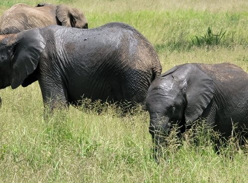 Souvenir du voyage de Jean Michel, Tanzanie