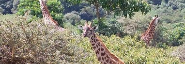 Souvenir du voyage de Jean Michel, Tanzanie