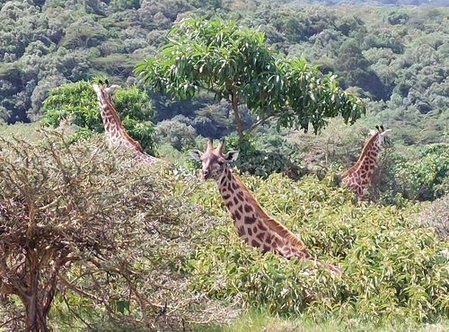 Souvenir du voyage de Jean Michel, Tanzanie