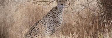 Souvenir du voyage de Lucas, Kenya