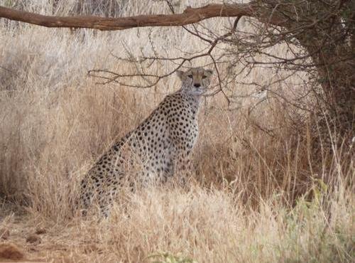 Souvenir du voyage de Lucas, Kenya
