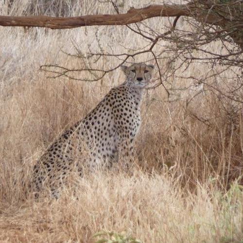 Souvenir du voyage de Lucas, Kenya