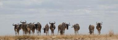 Souvenir du voyage de Lucas, Kenya