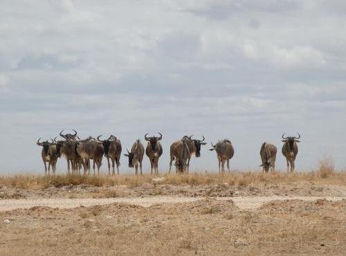 Souvenir du voyage de Lucas, Kenya