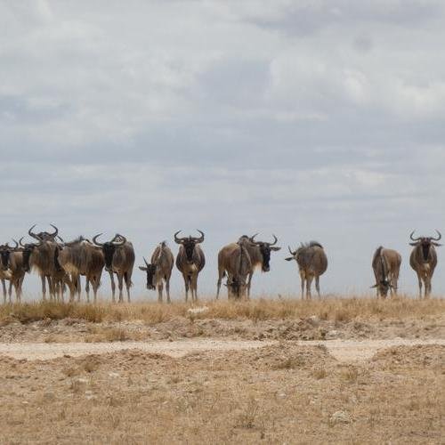 Souvenir du voyage de Lucas, Kenya