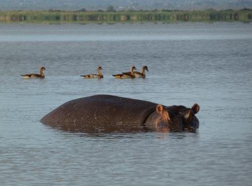 Souvenir du voyage de Lucas, Kenya