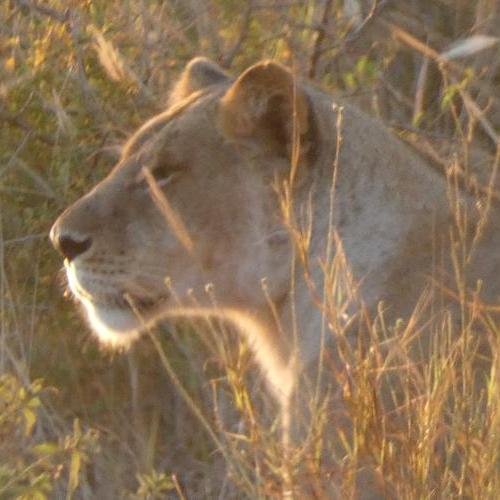Souvenir du voyage de Lucas, Kenya