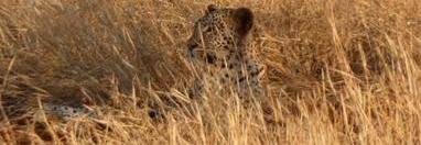 Souvenir du voyage de Lucas, Kenya