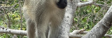 Souvenir du voyage de Pamela, Afrique du Sud