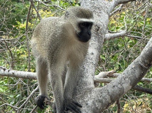 Souvenir du voyage de Pamela, Afrique du Sud