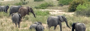 Souvenir du voyage de Pamela, Afrique du Sud