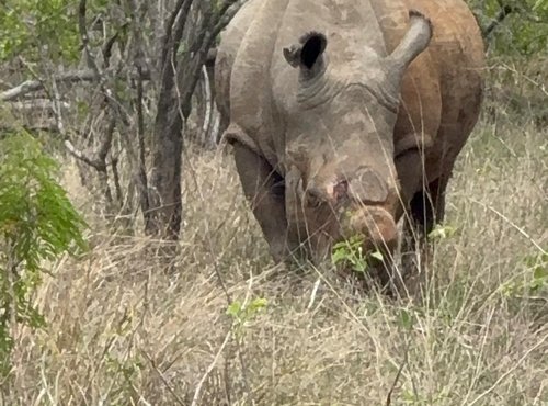 Souvenir du voyage de Pamela, Afrique du Sud