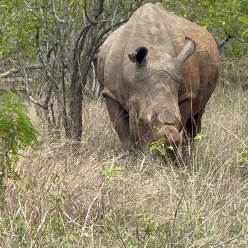 Souvenir du voyage de Pamela, Afrique du Sud