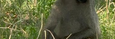 Souvenir du voyage de Pamela, Afrique du Sud