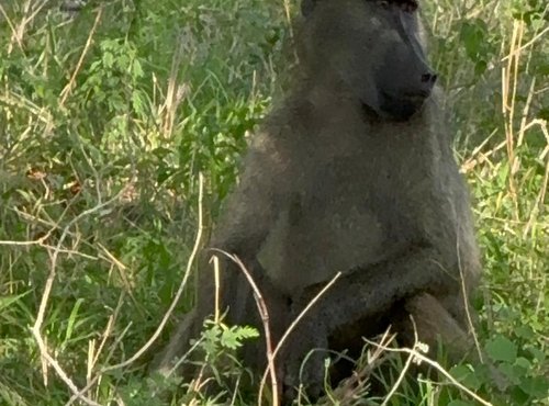 Souvenir du voyage de Pamela, Afrique du Sud