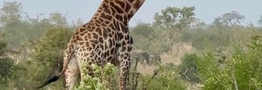 Souvenir du voyage de Pamela, Afrique du Sud